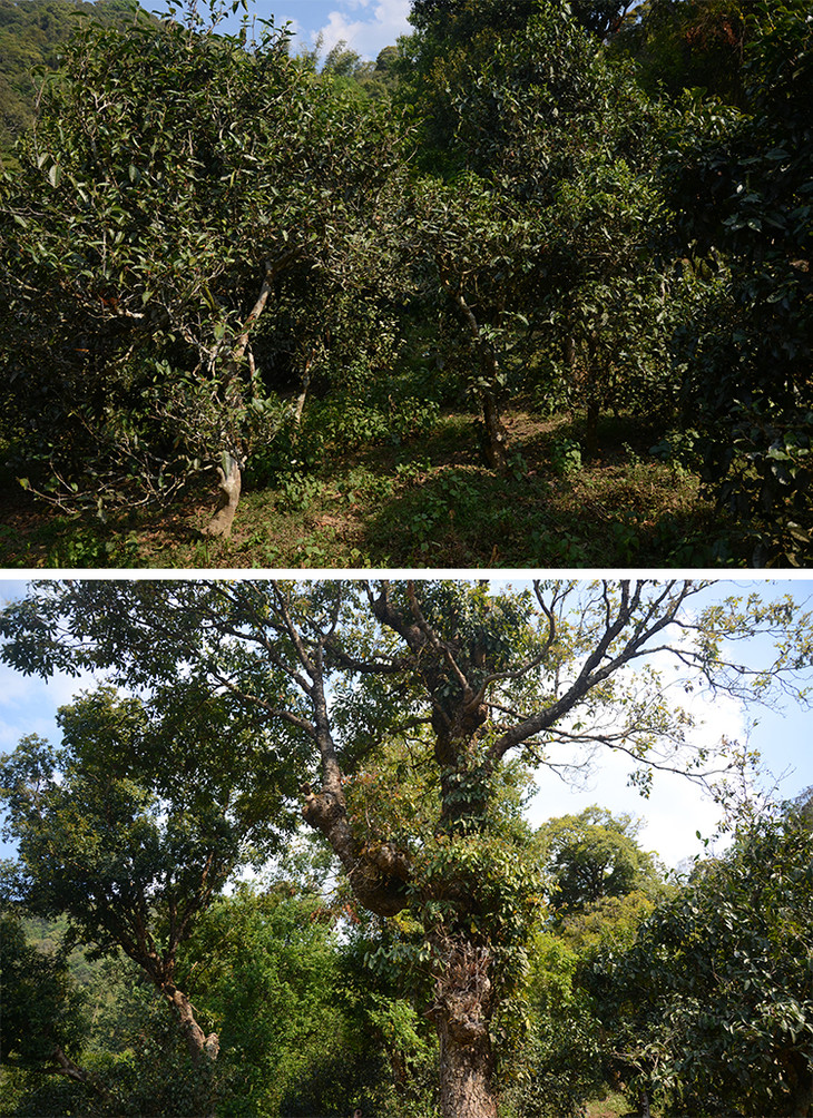 百花吟茶叶普洱茶生茶饼2019年勐海勐宋保塘老寨古树纯料秋茶七子饼