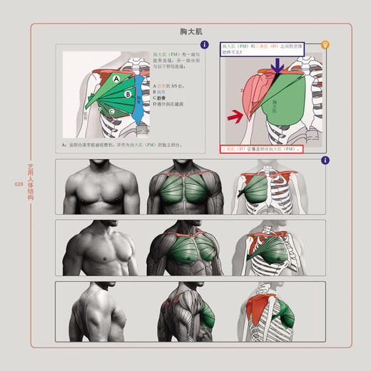 艺用人体结构（精装版）（全彩） 商品图2