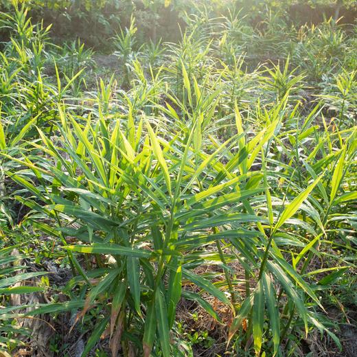 生姜 Ginger 商品图1