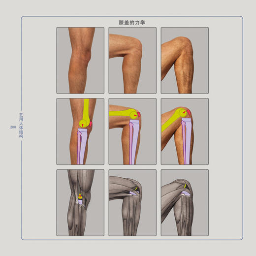 艺用人体结构（精装版）（全彩） 商品图4