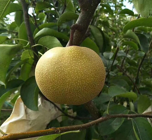 华山梨,高甜度,肉质细腻,汁多,秋天必吃!4.8斤,6个左右,包邮