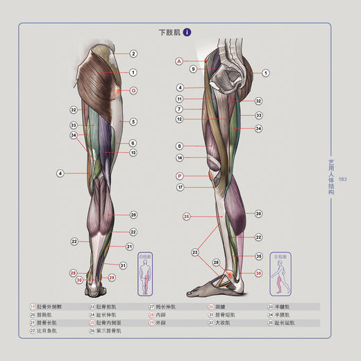 艺用人体结构（精装版）（全彩） 商品图3