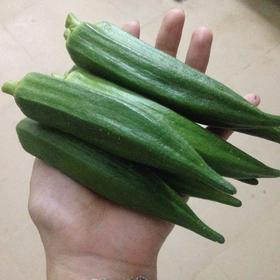 生态秋葵 | 绿家自产 * Ecological Lady Fingers |Self-production|