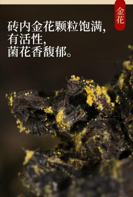 安化黑茶 白沙溪6G茯茶传统金花茯砖 嫩料五年陈料陈香显 商品图8