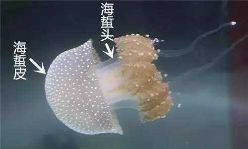 野生海蜇头 特大片 商品图4