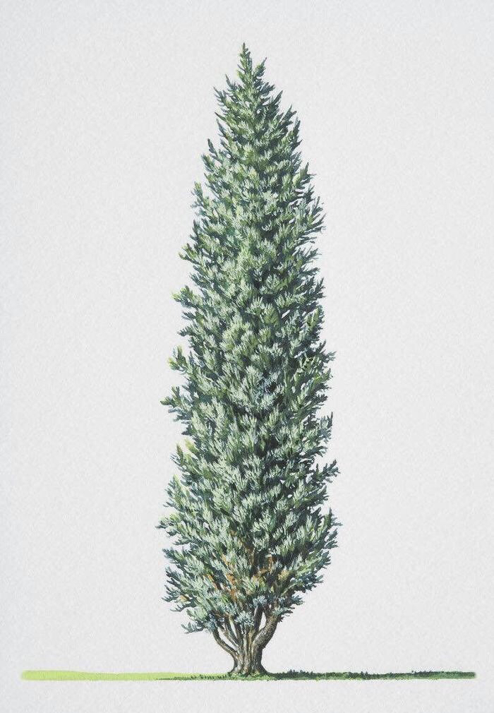 杜松浆果纯露纯植物手工提取高饱和纯露平衡油脂疏通毛孔祛闭合性粉刺