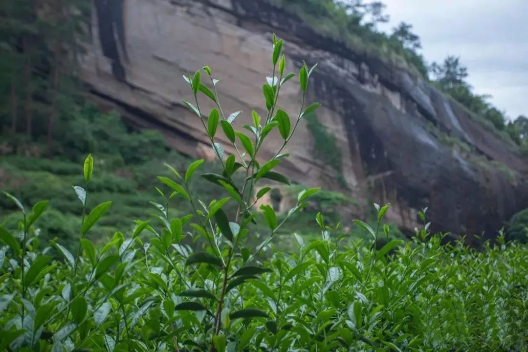 三坑两涧出好茶牛栏坑肉桂武夷山大红袍牛肉岩骨花香特级岩茶礼盒装