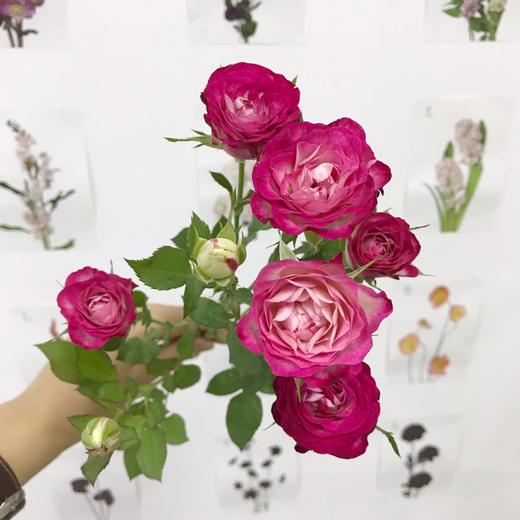 多头玫瑰狮子座