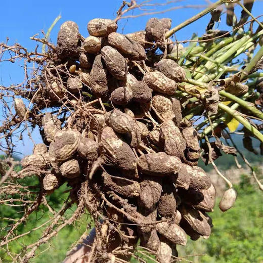 新鲜花生 400克 传统露天种植蔬菜  小菜园 商品图1