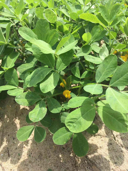 新鲜花生 400克 传统露天种植蔬菜  小菜园 商品图2