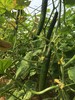 【鸿翠园招牌菜】鸿翠园 有机水黄瓜 商品缩略图7