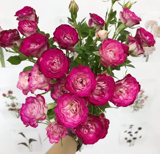 多头玫瑰狮子座