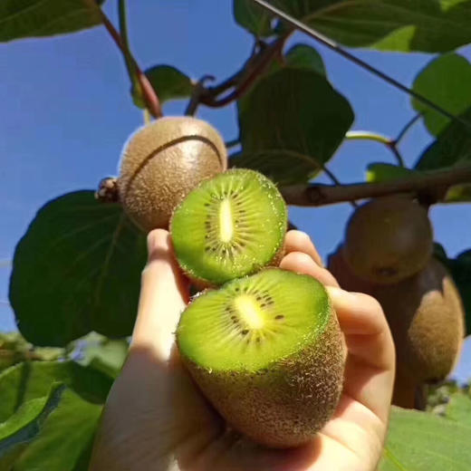 周至徐香猕猴桃 2.3斤/4.5-5斤 （收到后需自行催熟） 商品图1
