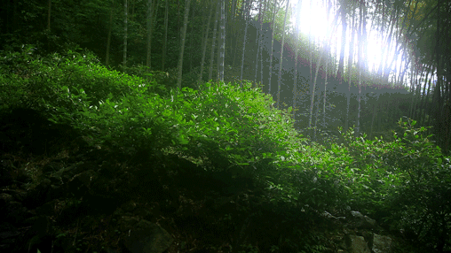 竹林风景壁纸动态图片