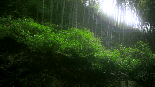 正山小种竹林茶|偏爱的私房茶,仅争取到100份尝鲜 - 国馆