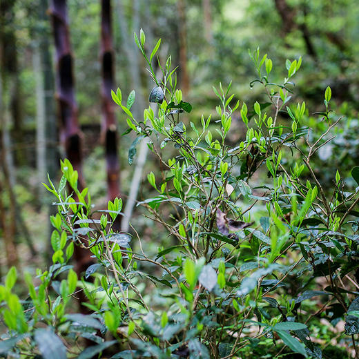 正山小种竹林茶偏爱的私房茶仅争取到100份尝鲜