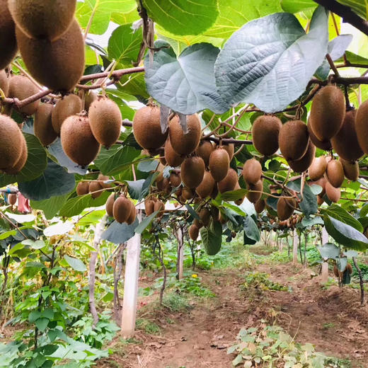 周至徐香猕猴桃 2.3斤/4.5-5斤 （收到后需自行催熟） 商品图10