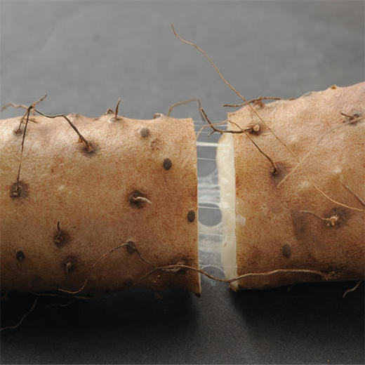 河南温县垆土铁棍山药新鲜5斤装 商品图2