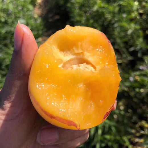 云南树上熟人参果3斤/ 4.5斤装 商品图8