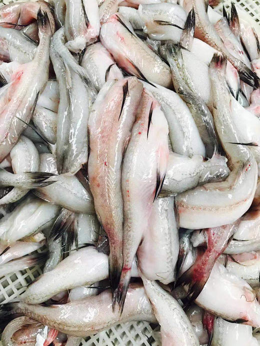 【豆腐鱼/龙头鱼】 净菜1斤 商品图3