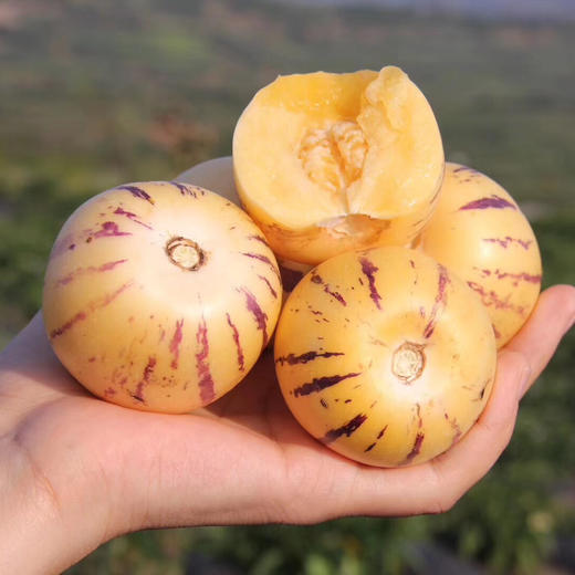 云南树上熟人参果3斤/ 4.5斤装 商品图9