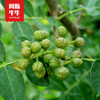【牛牛好货】金阳青花椒散装200g 商品缩略图5