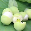 莲子，原生态的湖泊，孕育原汁原味的绿莲，绿衣裹肉，甘甜清脆，闻香而至 商品缩略图1