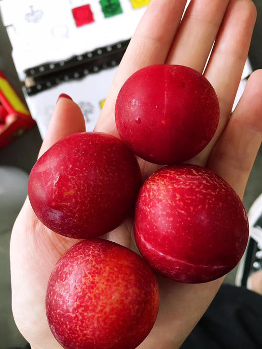 美国樱桃李樱桃和李子的甜蜜结合高级品种蜜甜到爆炸了