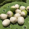 莲子，原生态的湖泊，孕育原汁原味的绿莲，绿衣裹肉，甘甜清脆，闻香而至 商品缩略图3