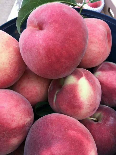 绿化九蜜桃约5斤89个脆甜熟软甜多汁