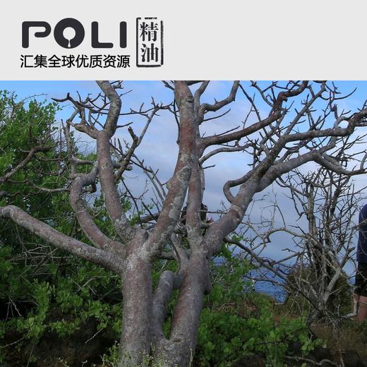 秘鲁秘鲁圣木精油