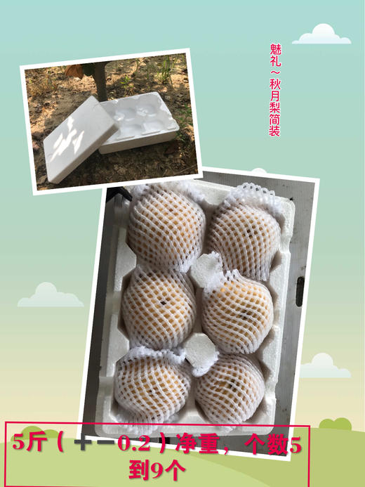 山东秋月梨，皮薄多汁，清甜爽口：（精品8个礼盒装/6个装） 商品图4