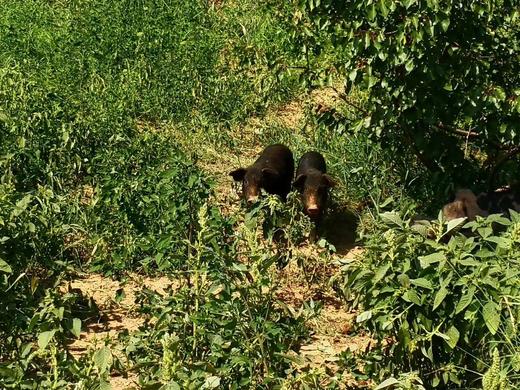 赤峰红山草猪 商品图3