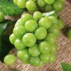 【砍价1元购】阳光玫瑰葡萄青提 1份 (重约1.3斤)【2日内提货】 商品缩略图7