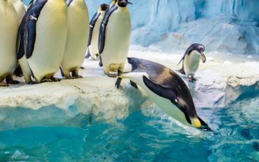 <珠海长隆海洋王国2日门票(电子票)> 商品图3