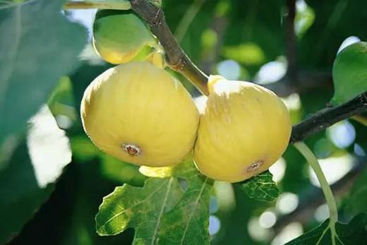 无花果12枚，氮气包装顺丰包邮 商品图3