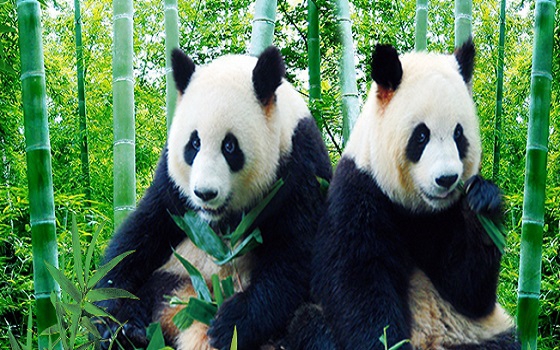 <深圳野生动物园门票（电子票）>走进动物王国、拥抱生态自然，一同来感受神奇的动物世界！