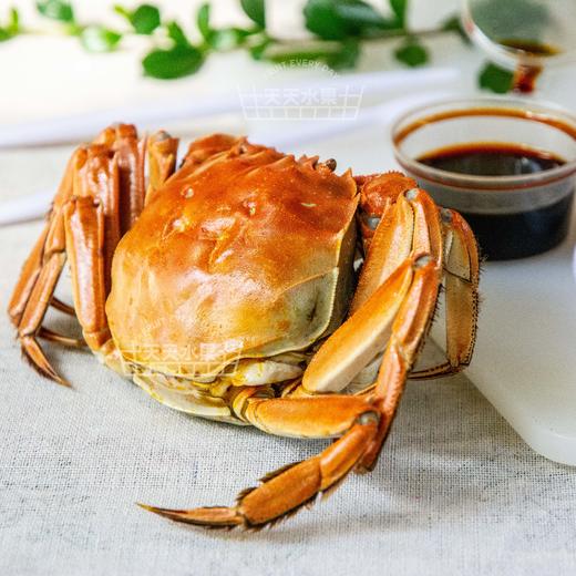 鲜活红膏大闸蟹 海鲜 收到货的2小时之内可售后 超过2小时概不处理 商品图3