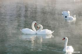 拍鸟专线：河南·三门峡天鹅湖、地坑院、甘山红腹锦鸡 6 天摄影创作团