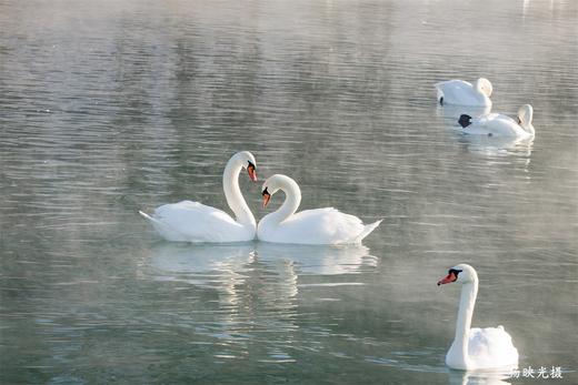 拍鸟专线：河南·三门峡天鹅湖、地坑院、甘山红腹锦鸡 6 天摄影创作团 商品图0