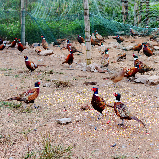 华禾农场七彩母山鸡2只装
