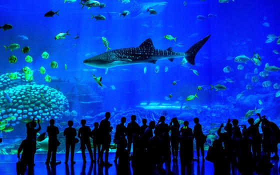 <珠海长隆海洋王国2日门票(电子票)>