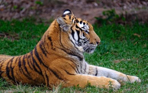 <深圳野生动物园门票（电子票）>走进动物王国、拥抱生态自然，一同来感受神奇的动物世界！ 商品图2