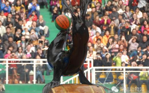 <深圳野生动物园门票（电子票）>走进动物王国、拥抱生态自然，一同来感受神奇的动物世界！ 商品图1