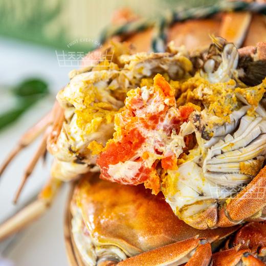 鲜活红膏大闸蟹 海鲜 收到货的2小时之内可售后 超过2小时概不处理 商品图2