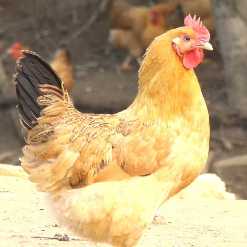 【徽园生态】 山林散养皖南土鸡母鸡 顺丰