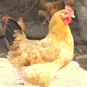 【徽园生态】 山林散养皖南土鸡母鸡 顺丰