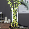 10 口径---12口径-玻璃直筒花瓶 商品缩略图2