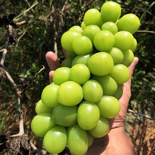 【砍价1元购】阳光玫瑰葡萄青提 1份 (重约1.3斤)【2日内提货】 商品图8