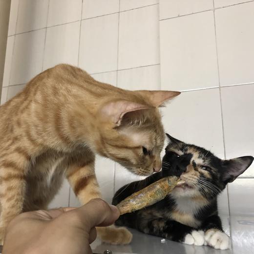 好品质猫咪狗狗零食冻干多春鱼50克1袋装！ 商品图3